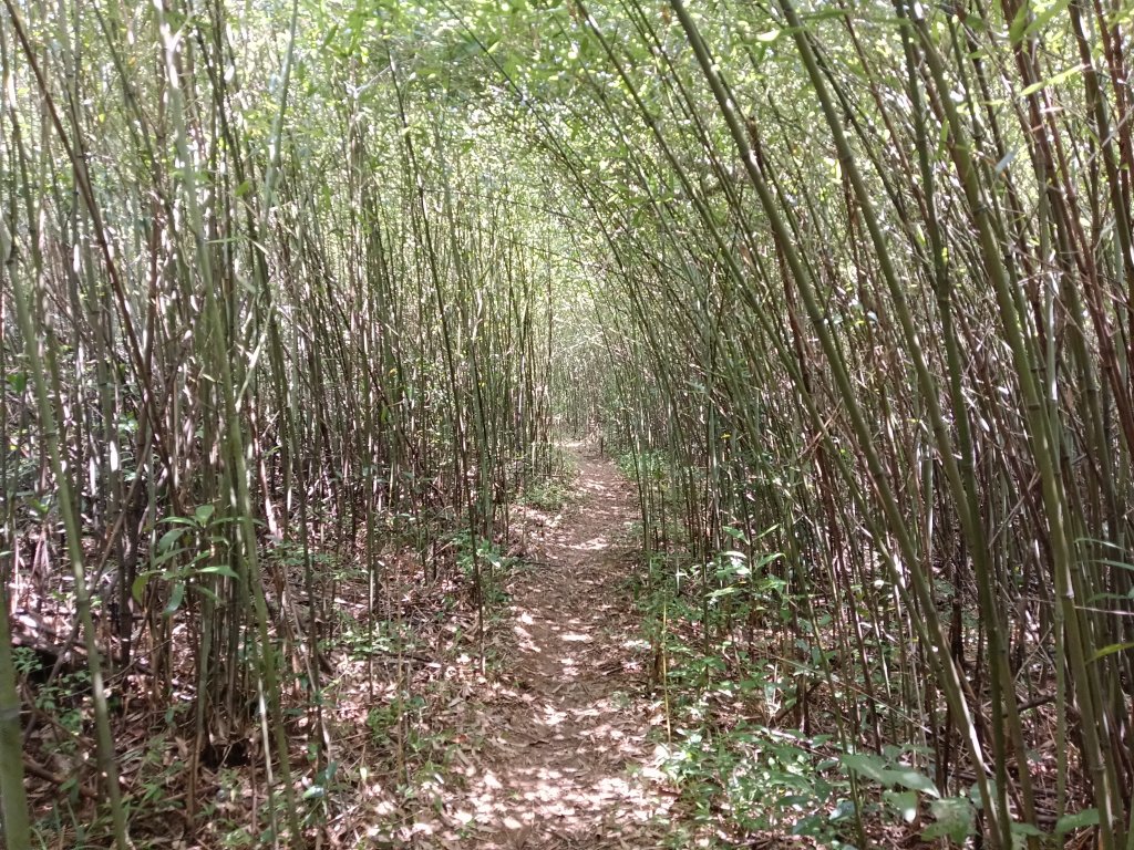 內湖區大丘田保甲路+開眼山+白石湖山+白石湖山東峰+大邱田山+消防山O型_2858872