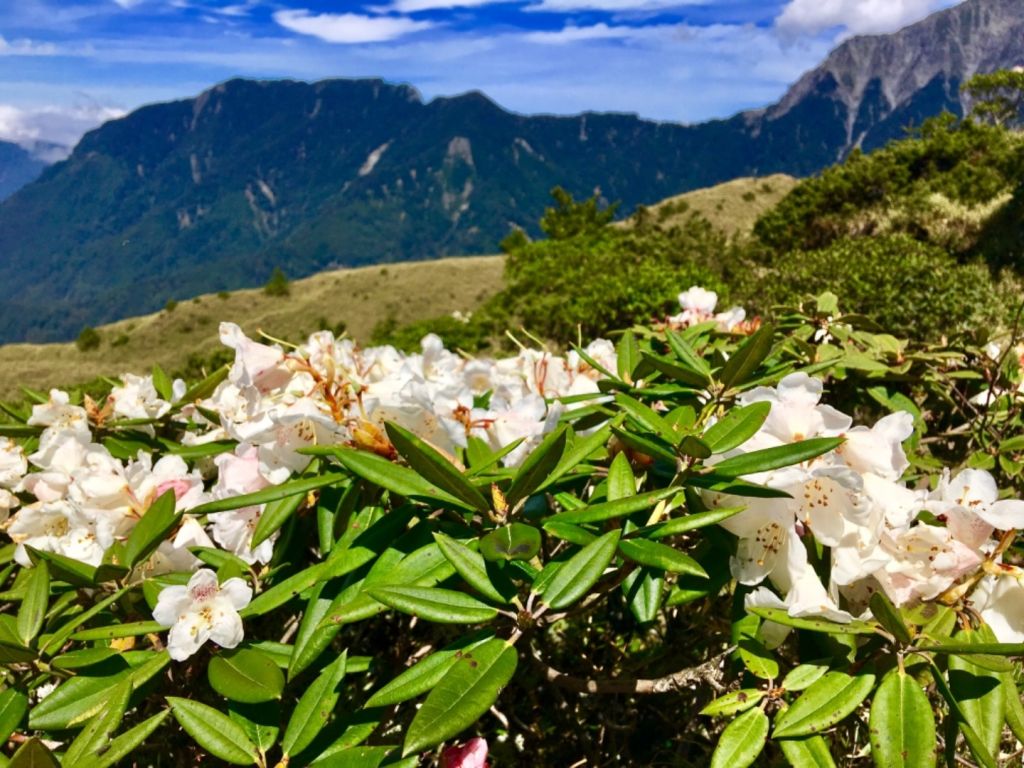 1070505小奇萊杜鵑花開_327362