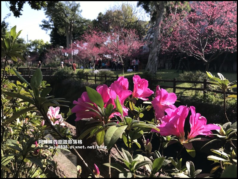 桃園。中壢莒光公園八重櫻熱烈綻放中_856101