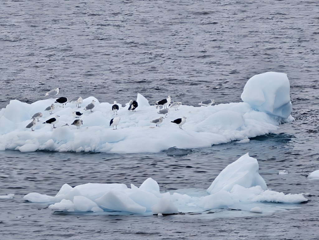 [紐約馬之行-27] 2025_1105 努克濱海木棧道(Nuuk Boardwalk)-下封面圖