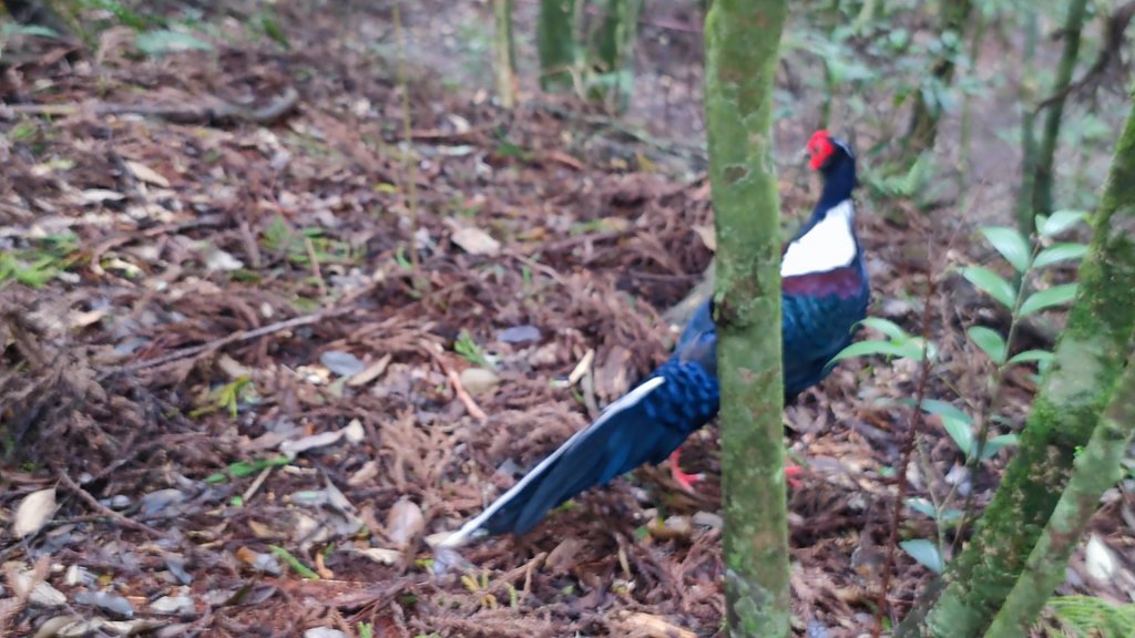 長壽山（肥崠山）鎮山之羊與飛鷹_1455191