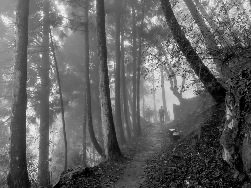 【新竹】觀霧迷幻森林：檜山巨木群步道_1111880