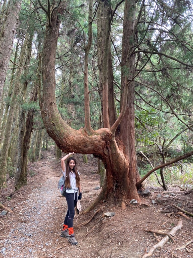 馬崙山 一點也不好走的五星級步道封面圖