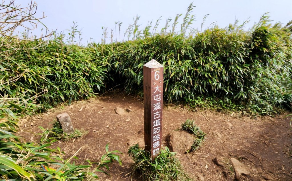 【中級山】台北版抹茶山竟然有免申請路線，小觀音山西峰單攻，順遊頂湖海芋步道，竹子湖黑森林_2742386