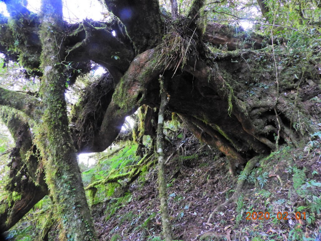 桃園 復興 塔曼山_820280