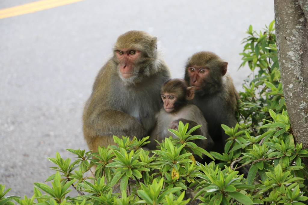 2015-08-01~02  登東埔山步道_21633