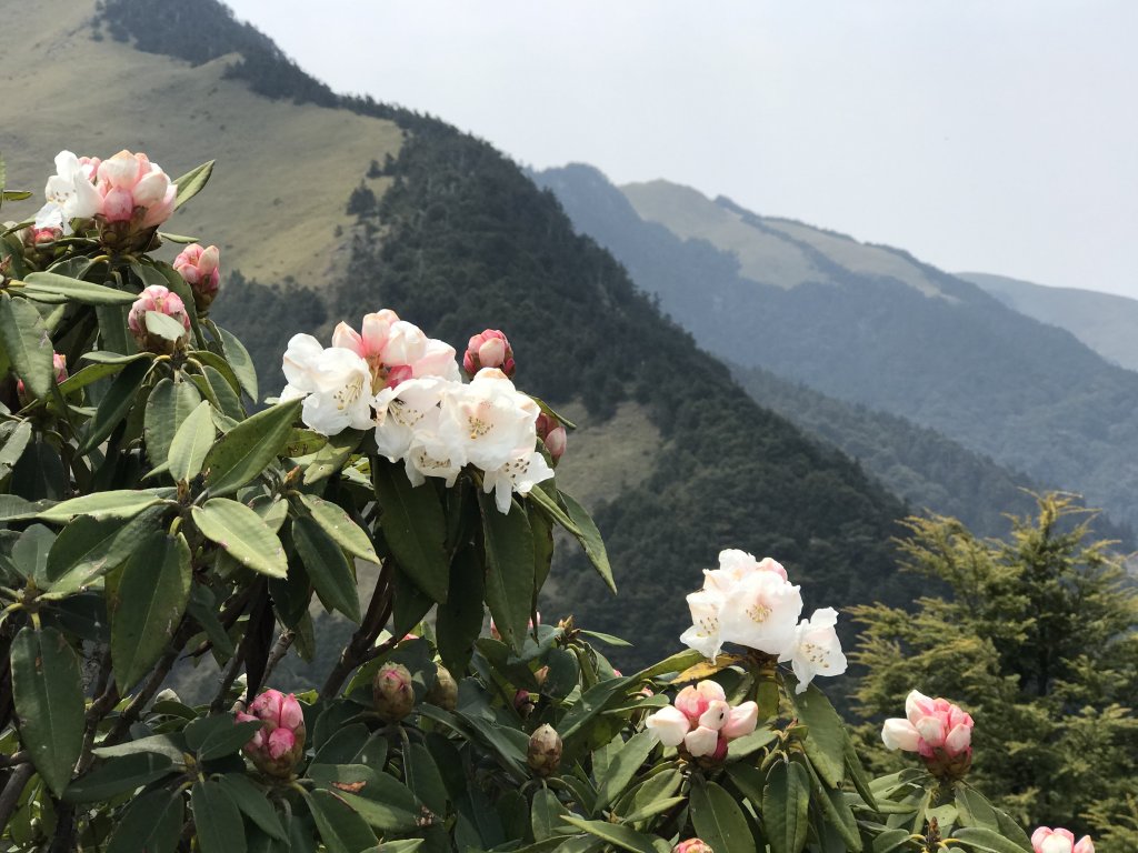 110年4月3日南投  合歡山石門山步道_1456486