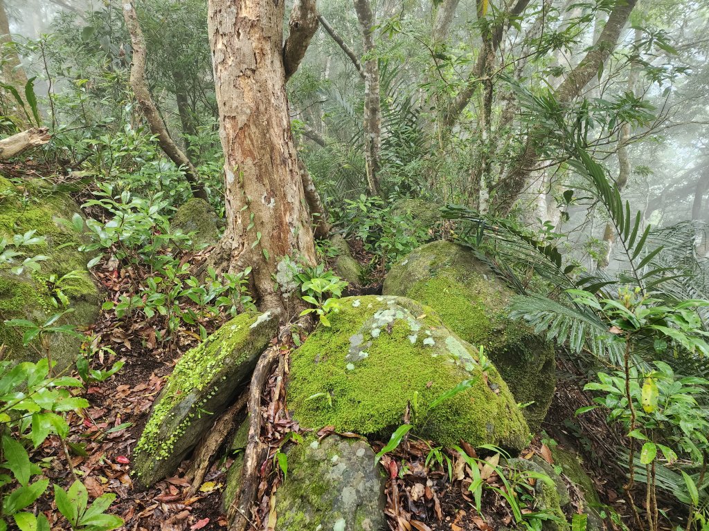 20230409那羅山、煤源山、大混山、道下山O型_2141968