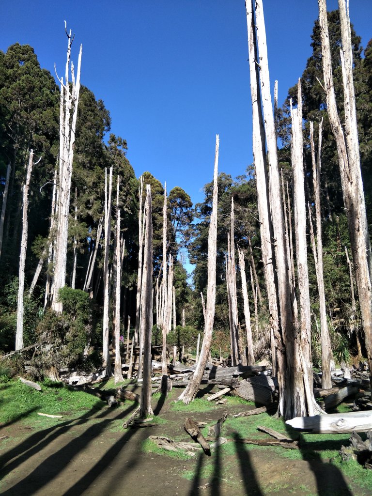 小百岳：金柑樹山_1246103