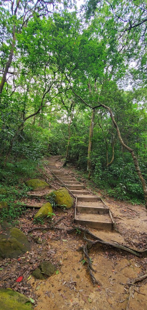 2024-05-26金面山親山步道_2512796