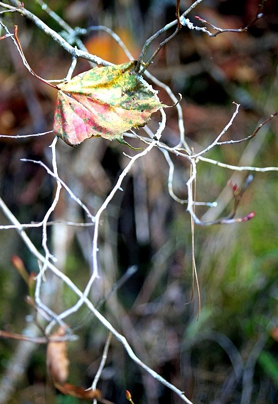 山風15度C吹拂 ~ 合歡溪 步道_1551763