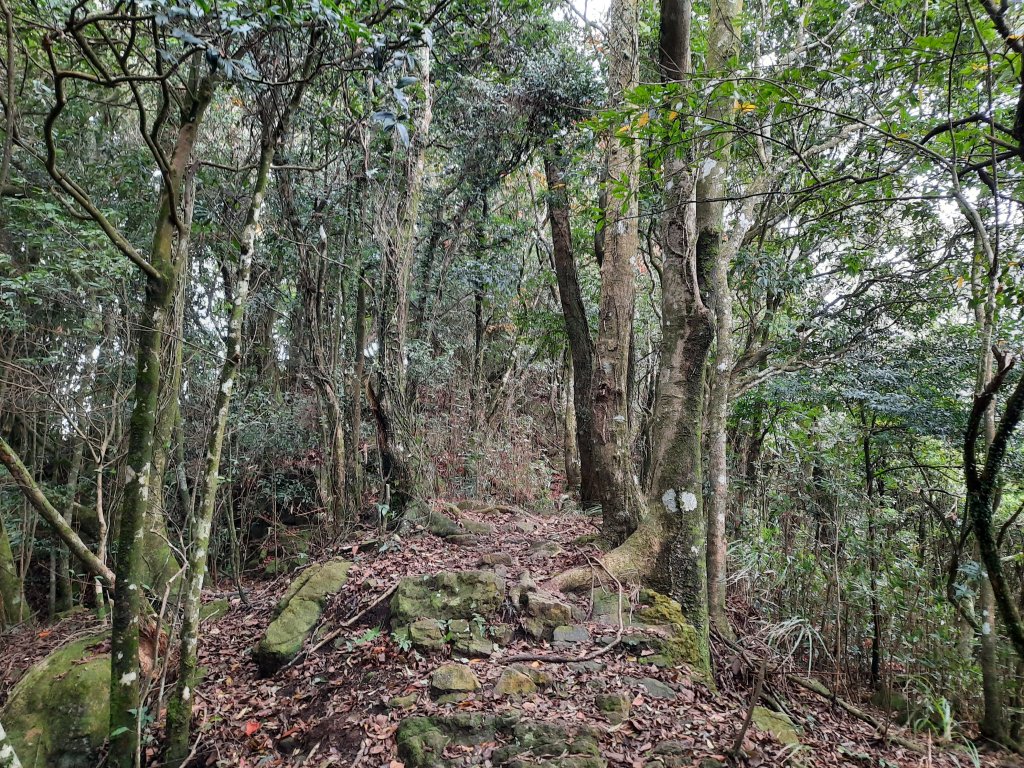 騰龍山 橫龍山北峰 橫龍山 O型_1205392