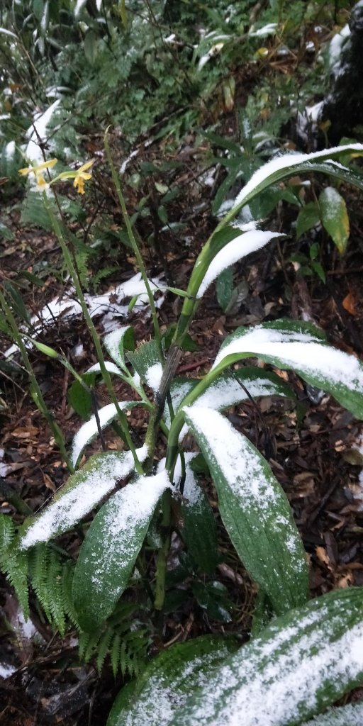父子倆包山，內洞林道上大保克山群峰追雪_1232849