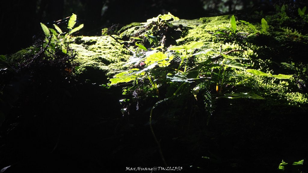 《苗栗》遺世鐵道｜悠遊加里山大坪支線至避難山屋20250822_2867530