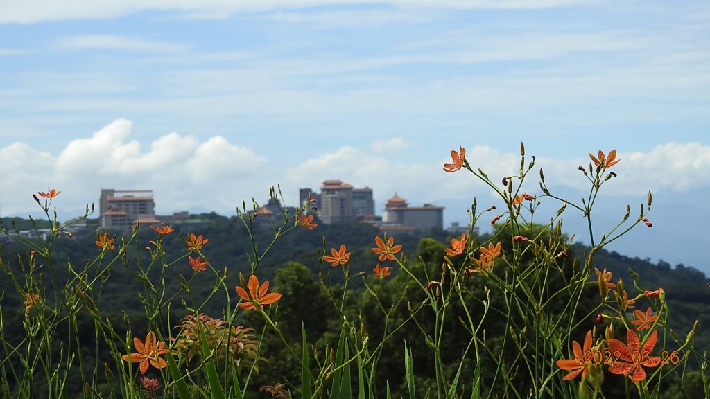 雲山水花鳥蝶-天龍國阿伯的日常6/25&26_1744953