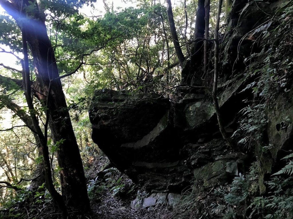 內鳥嘴山賞山毛櫸順遊北得拉曼巨木步道神木群20181107_1964043