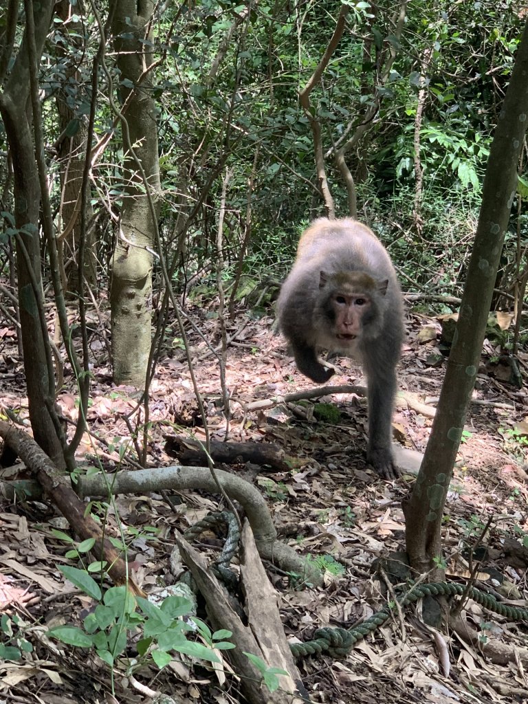 20240608高雄北旗尾南山-北旗尾山-旗尾山_2523568