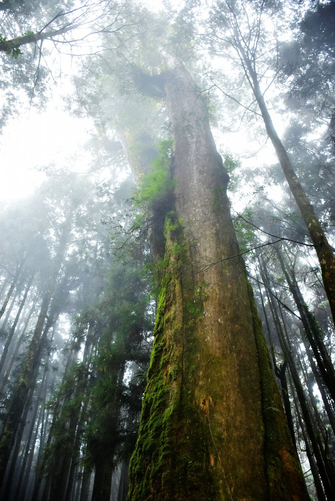 20221018公車旅人阿里山手扎:_1141968