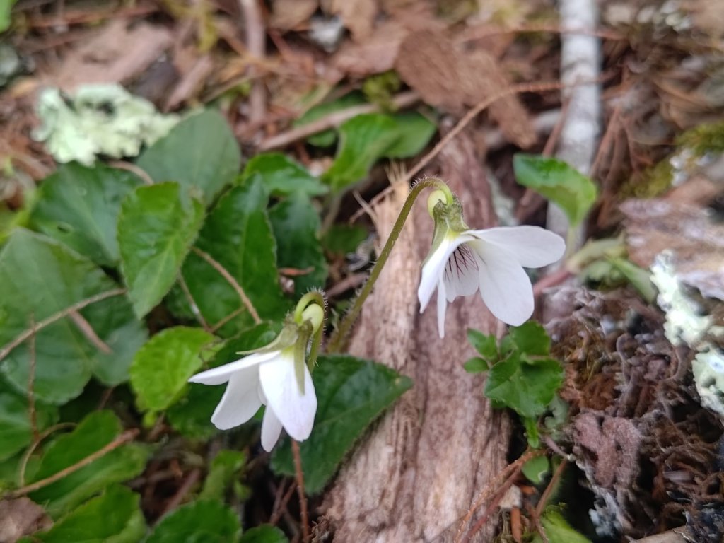 梅峰山地農場立鷹山_2749369