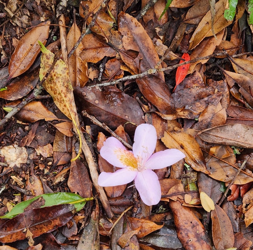 【中級山縱走】魯壁山，東穗山，大島田山，宇老觀景台_2771678