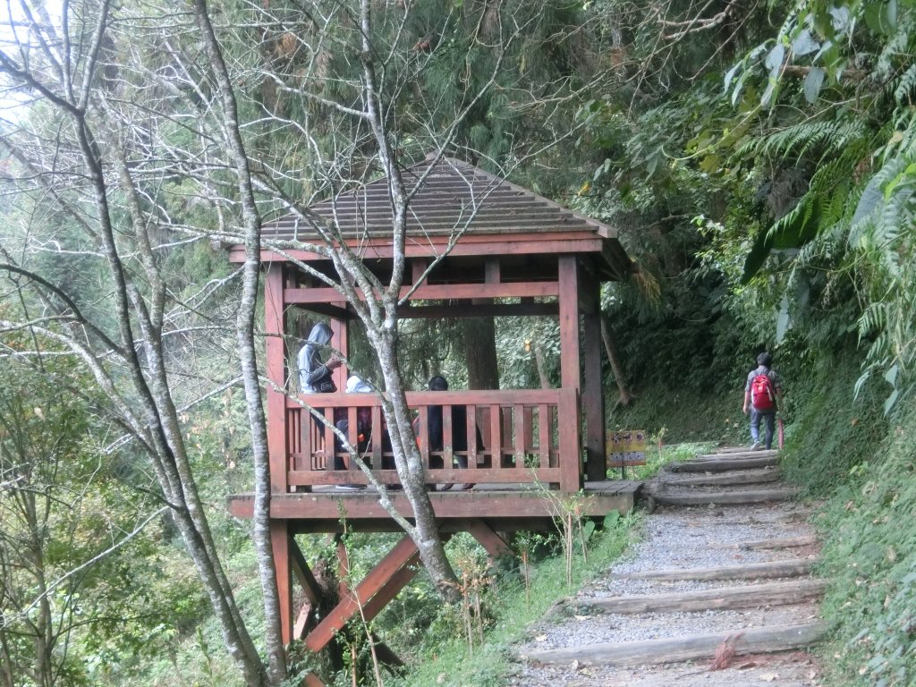 溪頭銀杏神木彩虹橋_459481