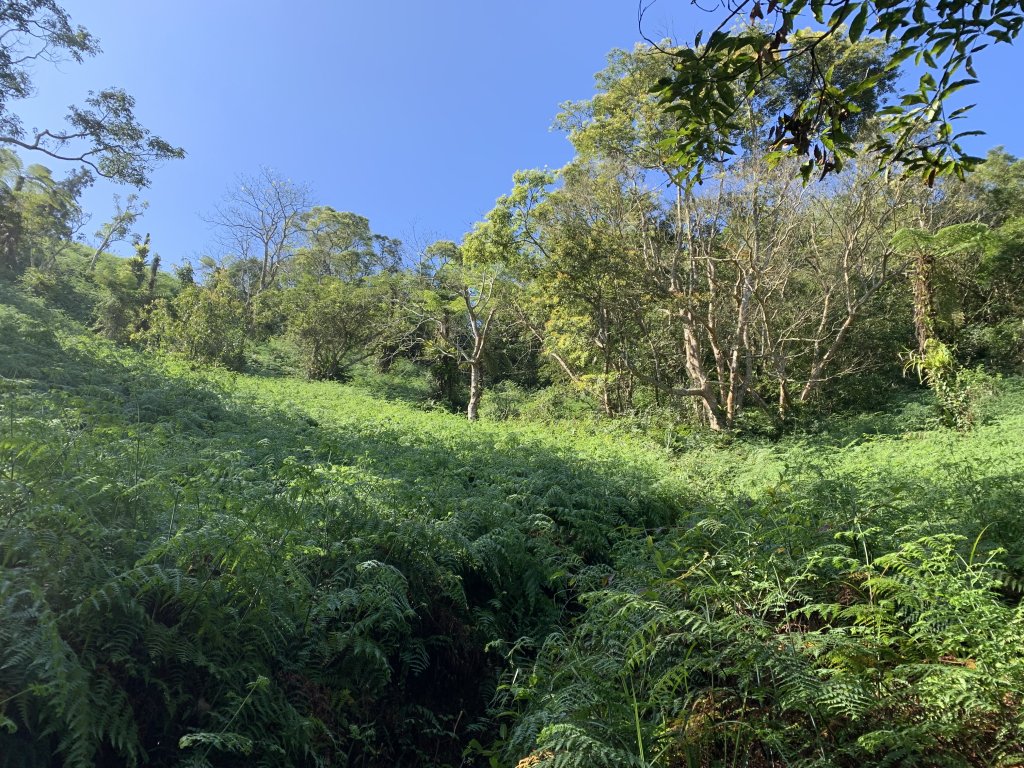 20240212屏東鱈葉根山-日湯真山縱走_2431667