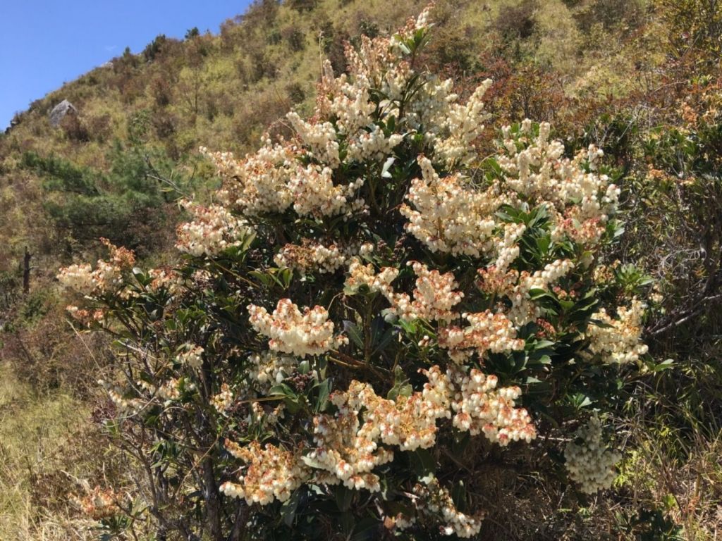 1070406玉山前峰_306486