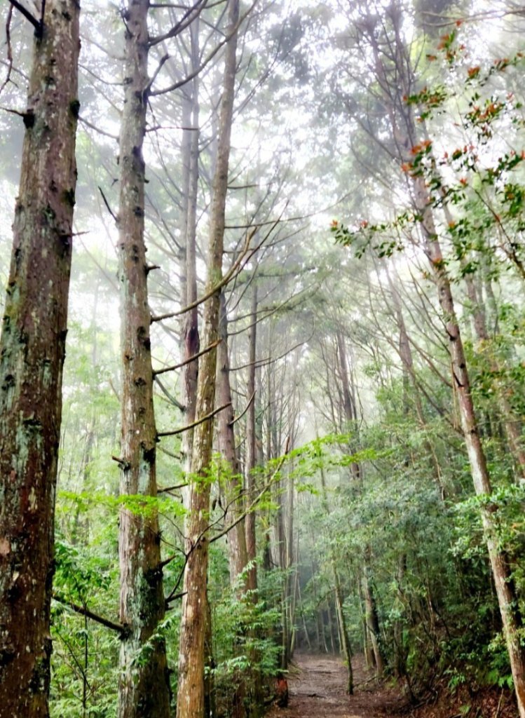 【中級山縱走】觀雪縱走（雪見大板根，仰天神木，北坑山，司馬限林道）_2741226