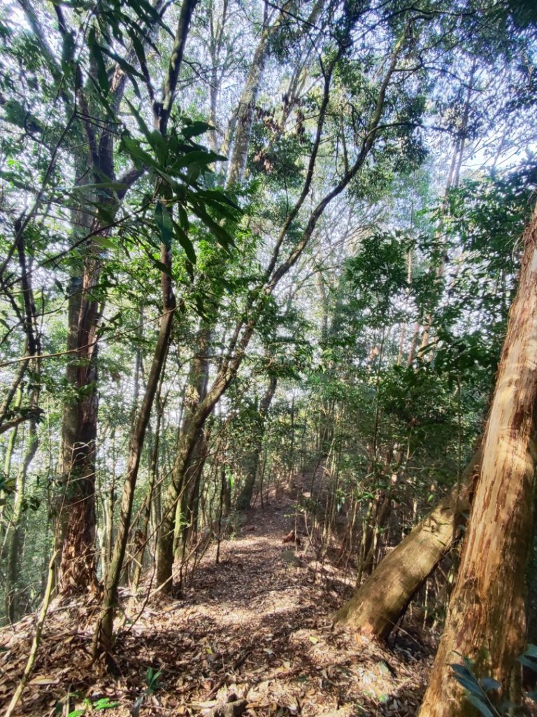 大雪山長壽三崠_2691128