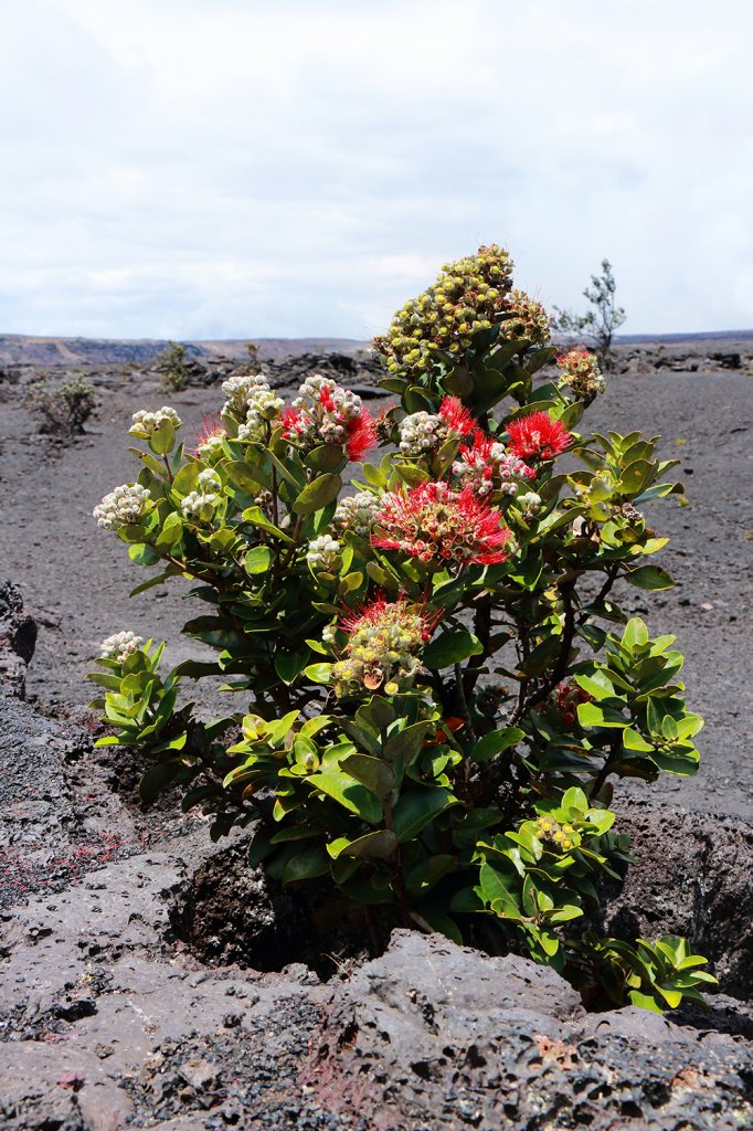 夏威夷火山國家公園_613282