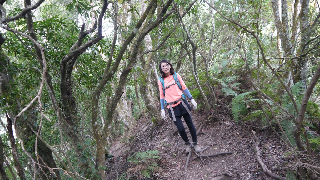 虎山登山健行趣(中級山)_1516921