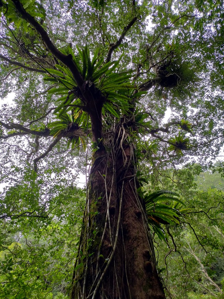 馬胎-南坪古道_1620629