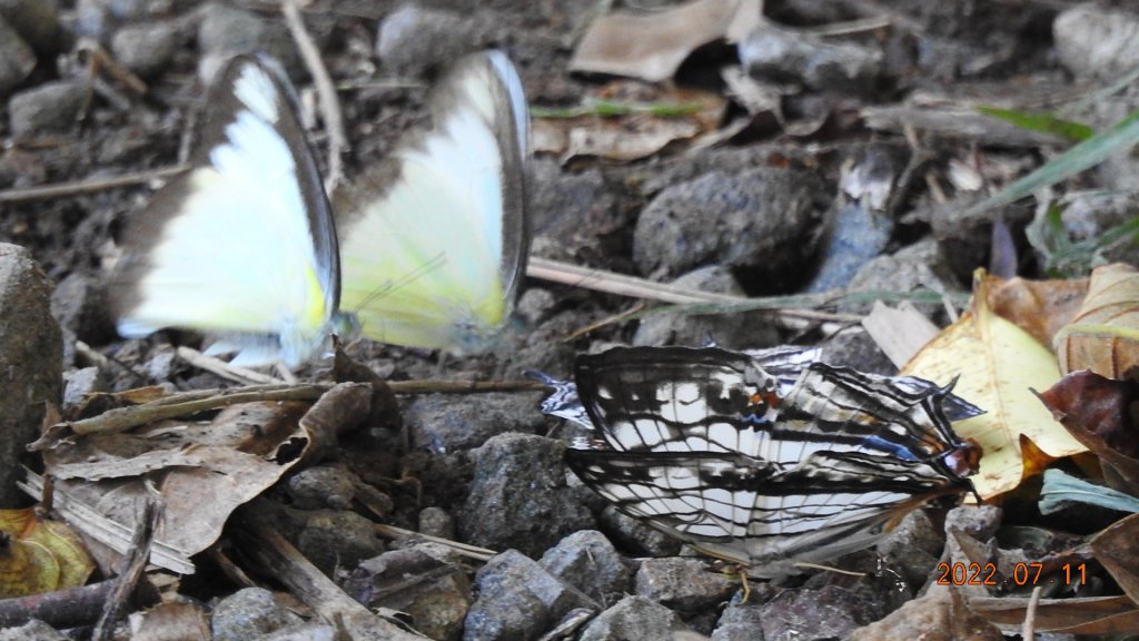 雲山水花鳥蝶 - 天龍國阿伯的日常 7/8&11_1760734