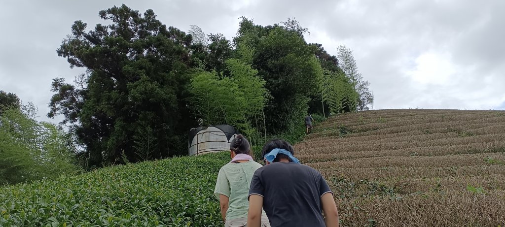 20220611_梨子腳山+太平山_1733256