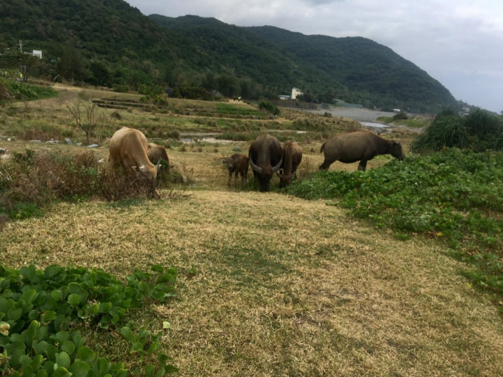 1081113阿塱壹古道_734896