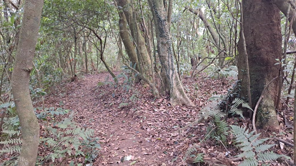 20240305坪頂古圳-登峰圳-內雙溪古道-瑪礁古道-大崎頭步道O繞_2447233