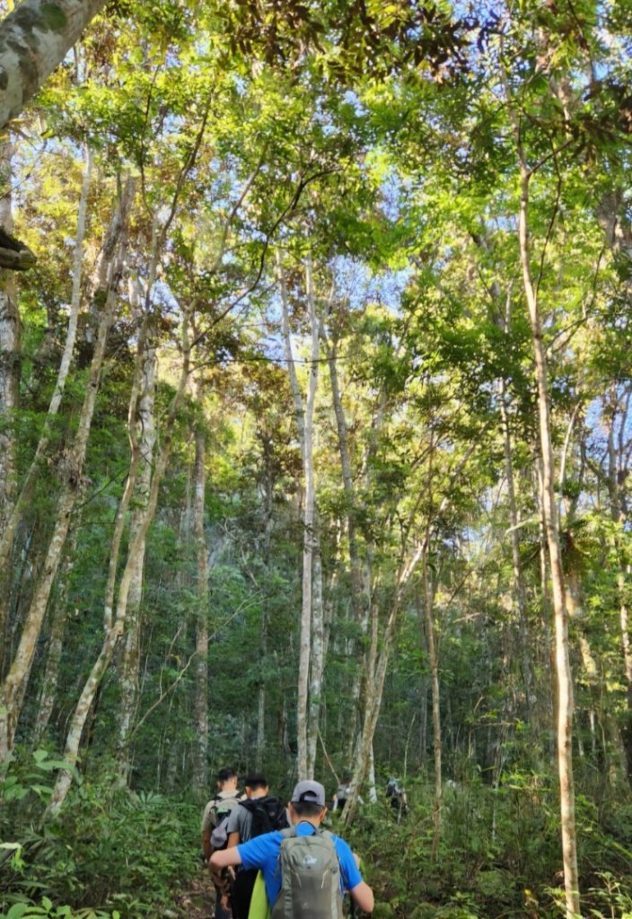 【中級山】五星級步道，谷關七雄馬崙山（八壯士進，斯可巴出）_2744944