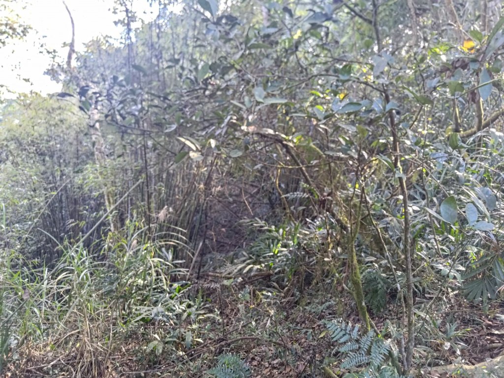 植物照片雞籠山九龍山大凍山_2395821