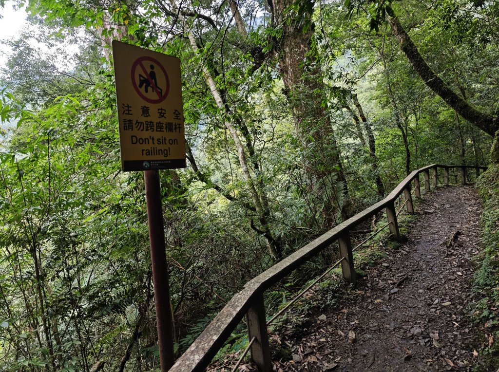 2025_0713 拉拉山神木群步道_2837407