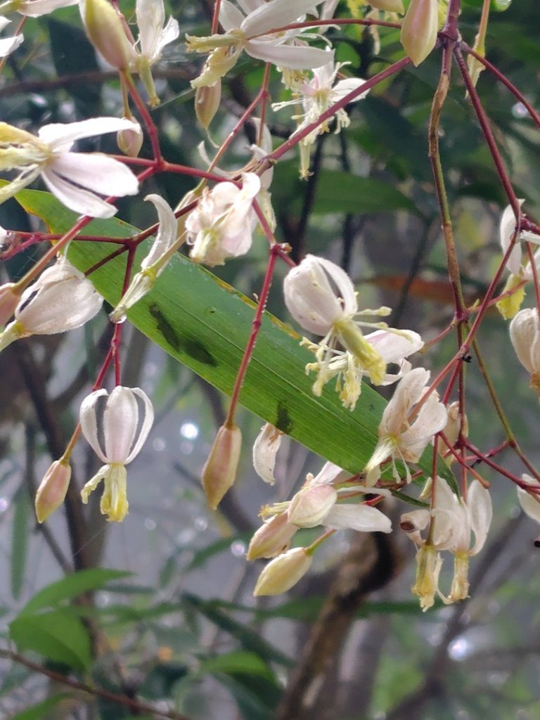 馬那邦山封面圖