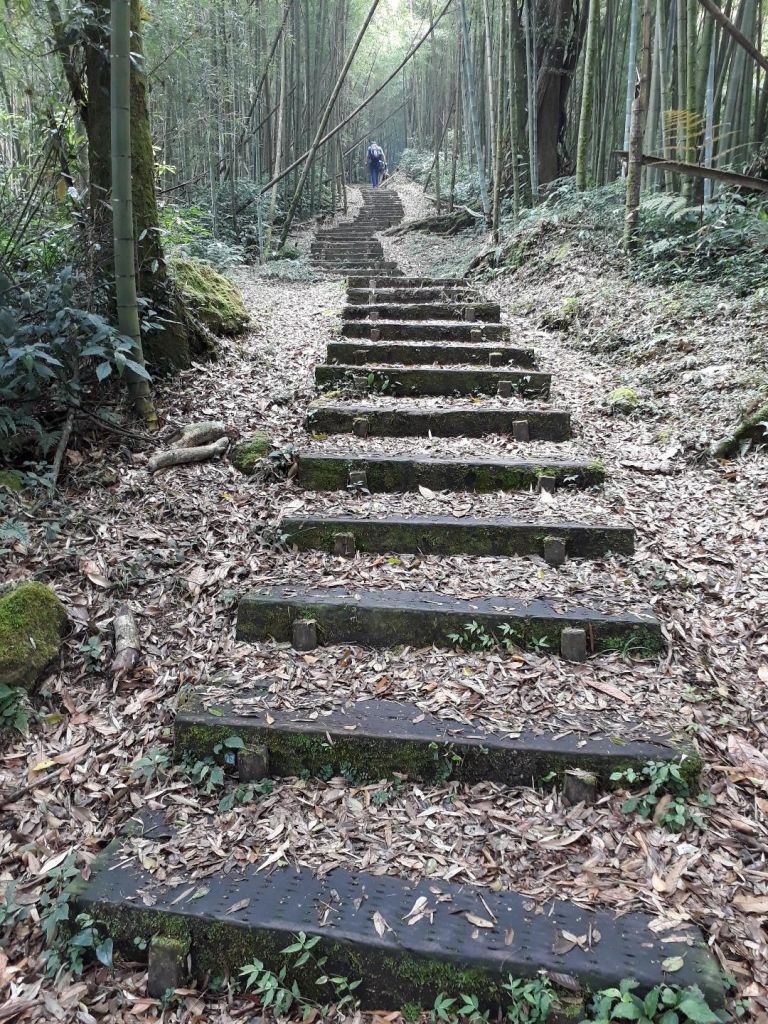 嘉義大凍山O型-頂湖起20180602_348611