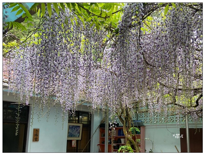 阿里山慈雲寺の紫藤_2782184