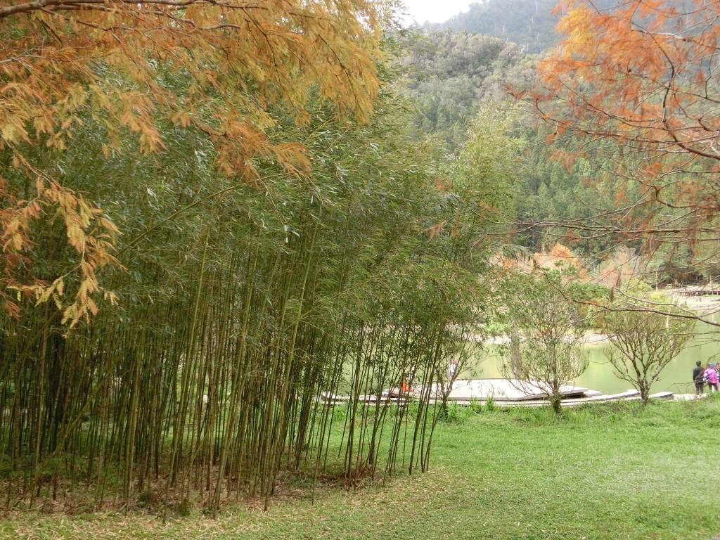 棲蘭山莊．神木園．明池_93597