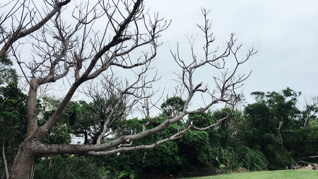 社頂自然公園步道封面圖