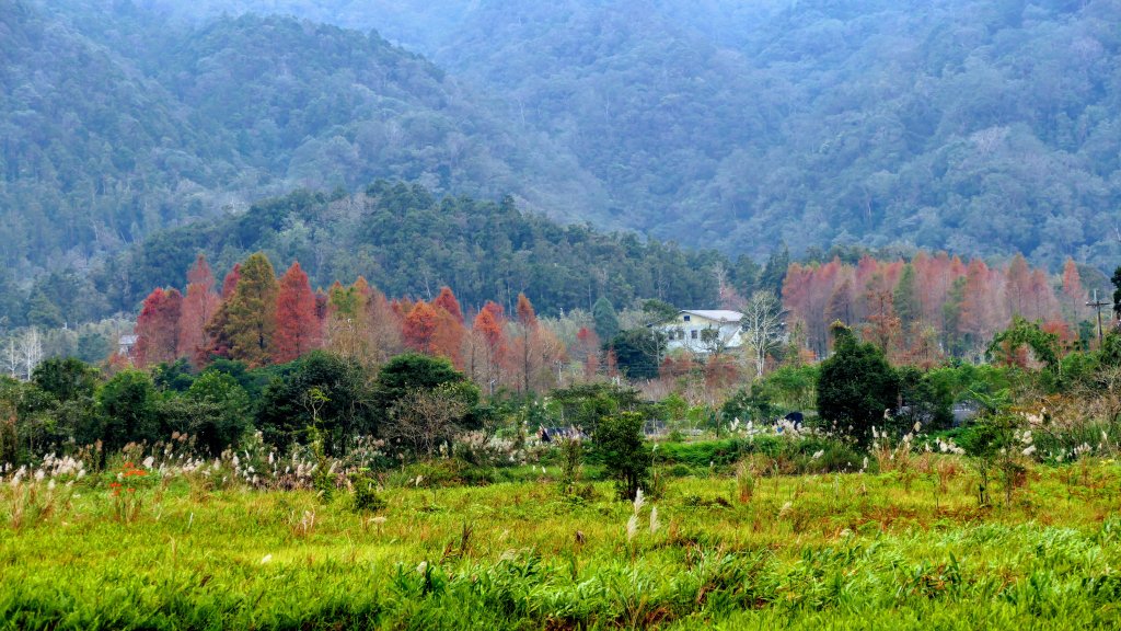 雙連落羽松影_2684906