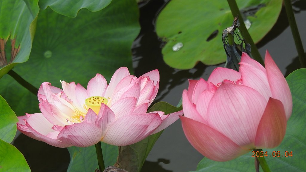 雲山水花鳥蝶-天龍國阿伯的日常6/4_2518092