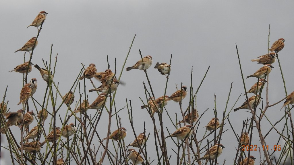 2022愛戀關渡花現幸福_1899501
