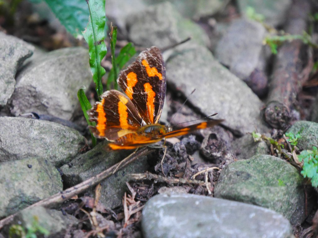 五指山橫向步道_1029461