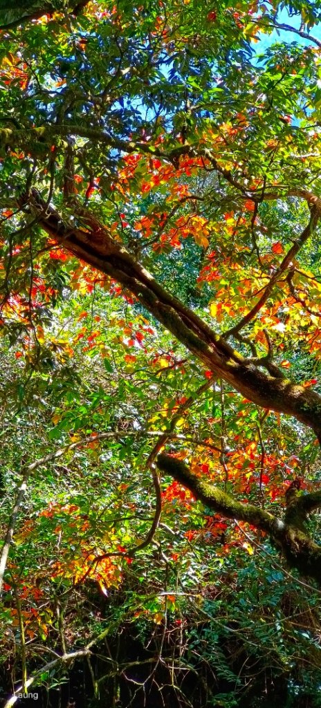 111.12.18 虎山-加里山-虎山（虎加虎縱走）_1959004