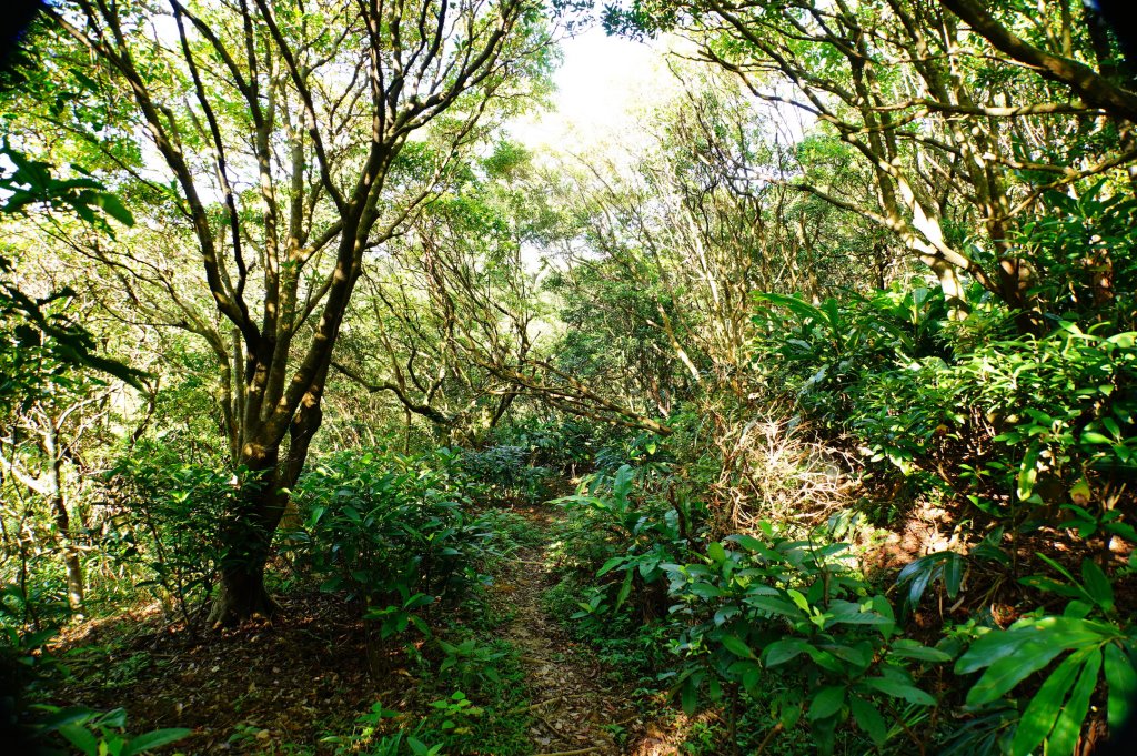 新北 瑞芳 哩咾山、南子吝山_3088894